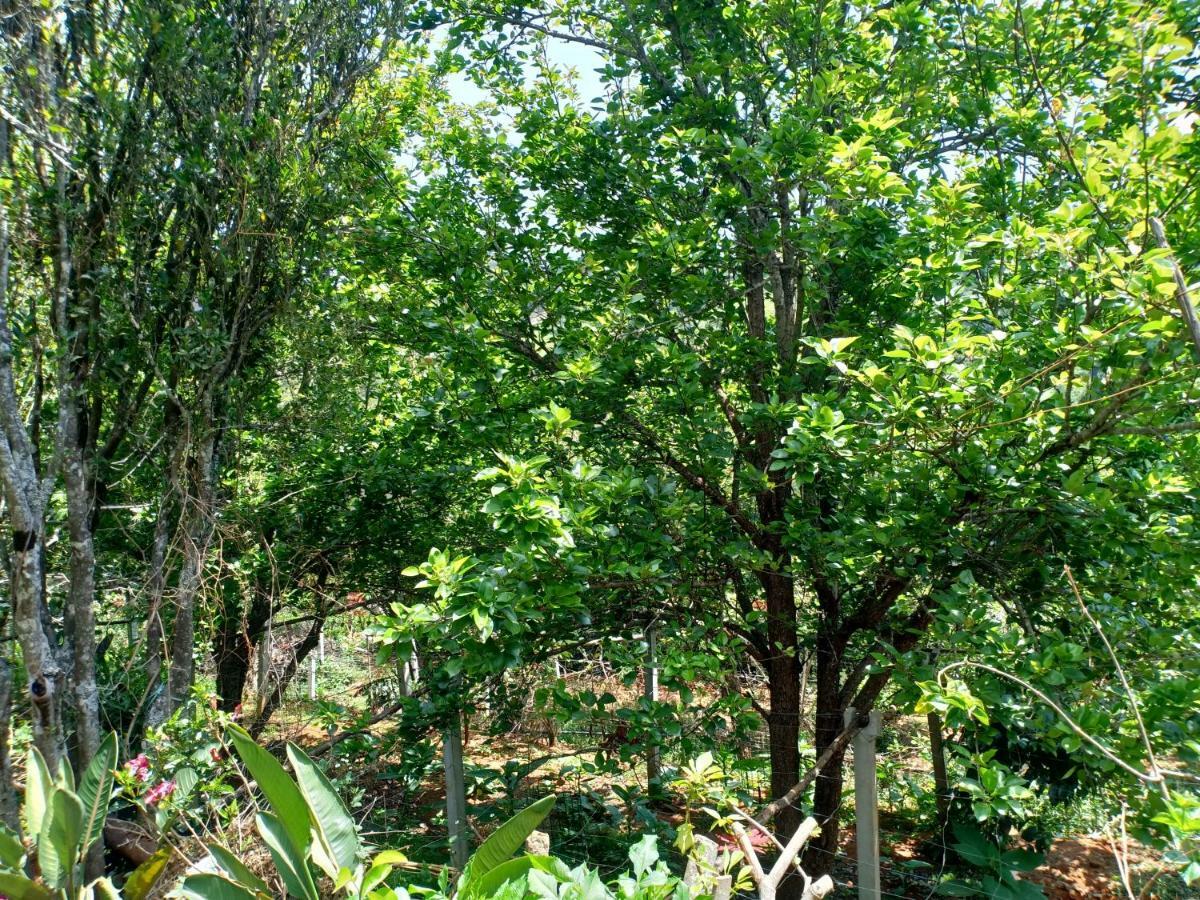 Pear Tree Inn Villa Kotagiri Zewnętrze zdjęcie